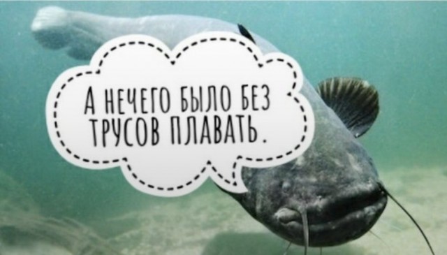 Обстановка на форуме молодых мамочек мотивирует рожать сома!