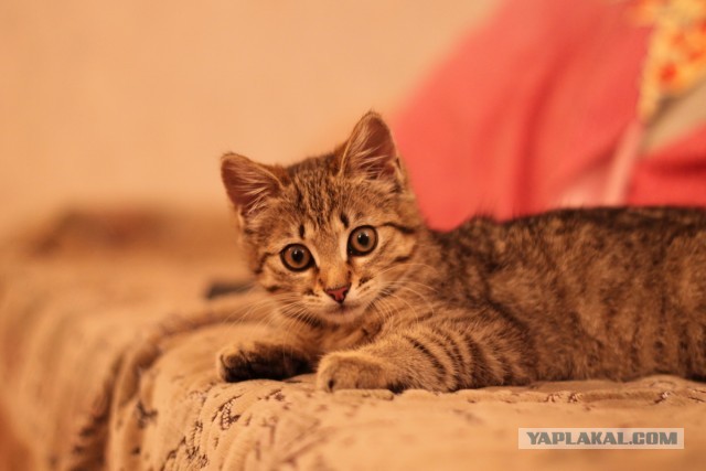 котэ отдастся (киев)