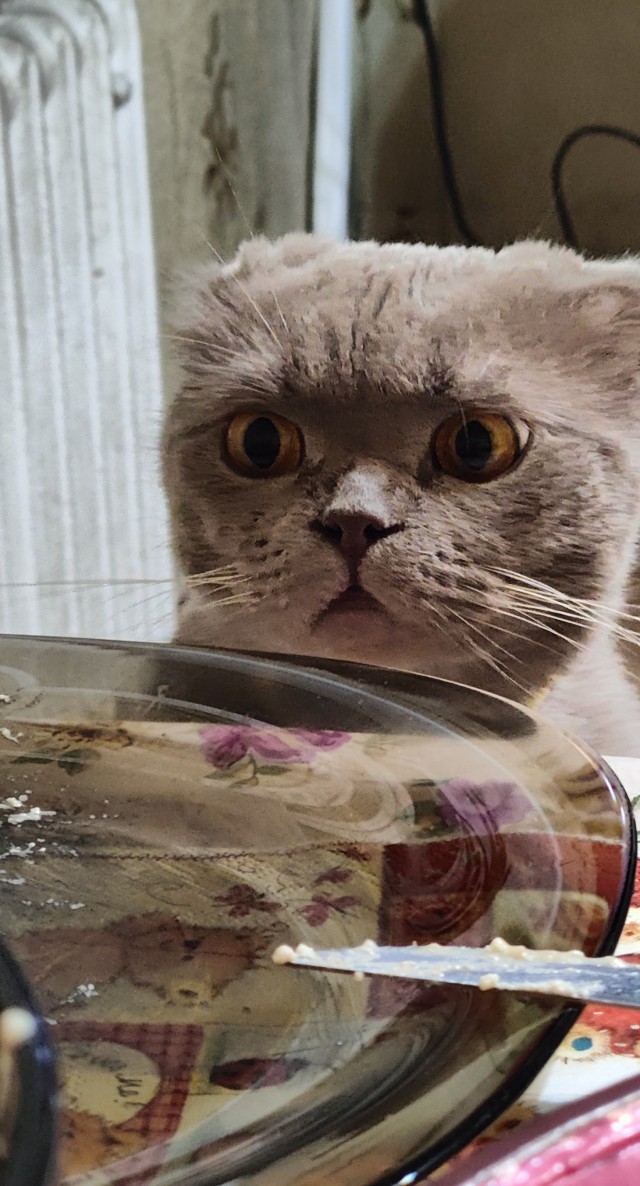 Котовторник в картинках