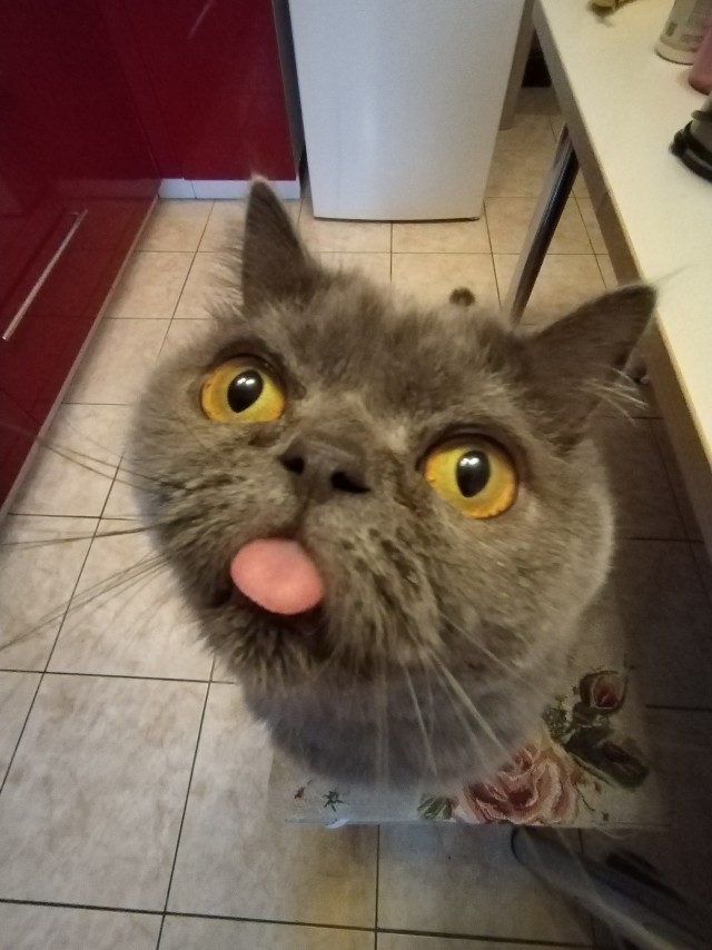 Котовторник. Мой котан