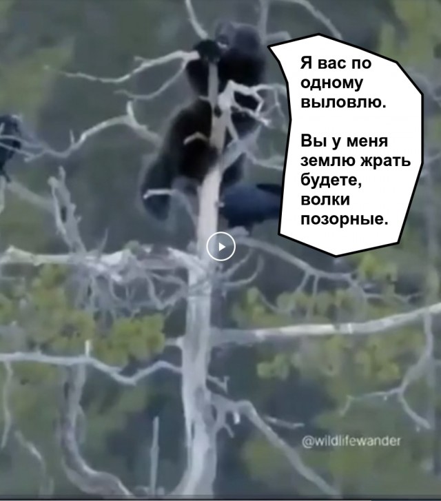 Вот же бесстрашная зверюга: Росомаха сражается со стаей волков