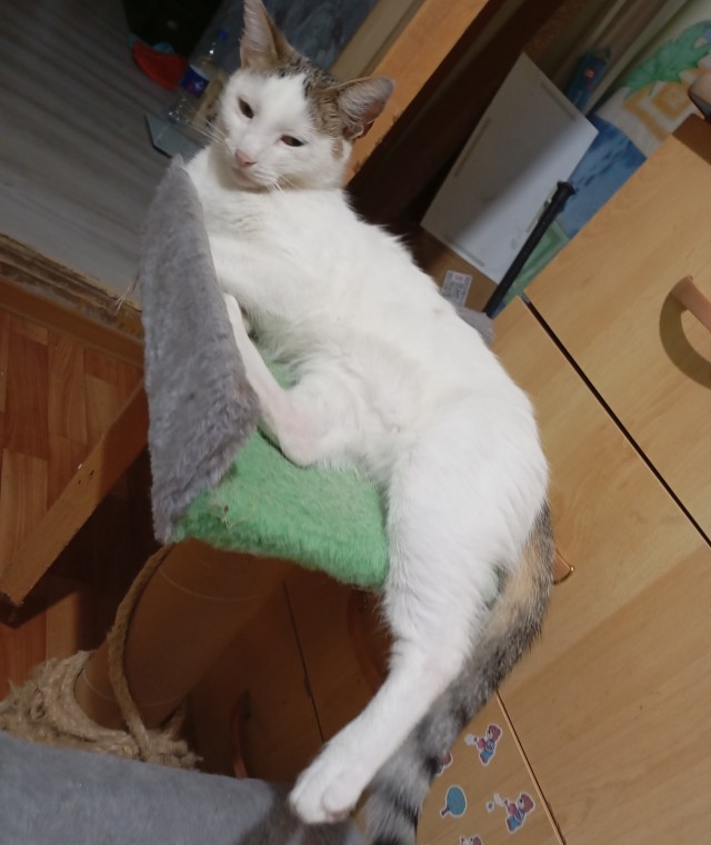 К котовторнику