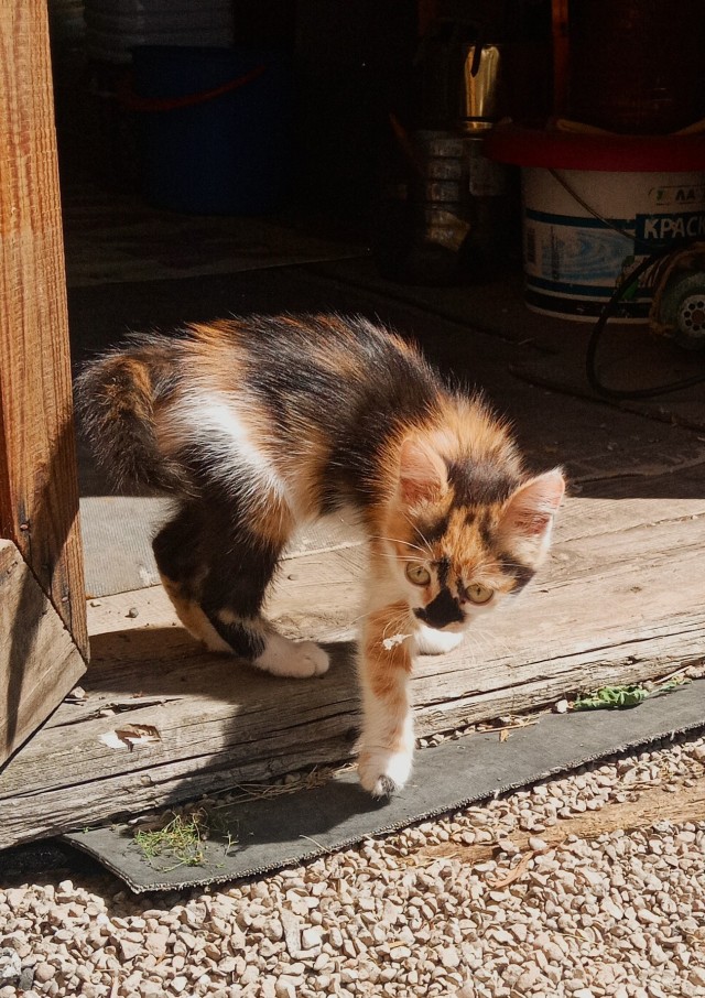 Трëхцветная кошка, которая живëт в магазине