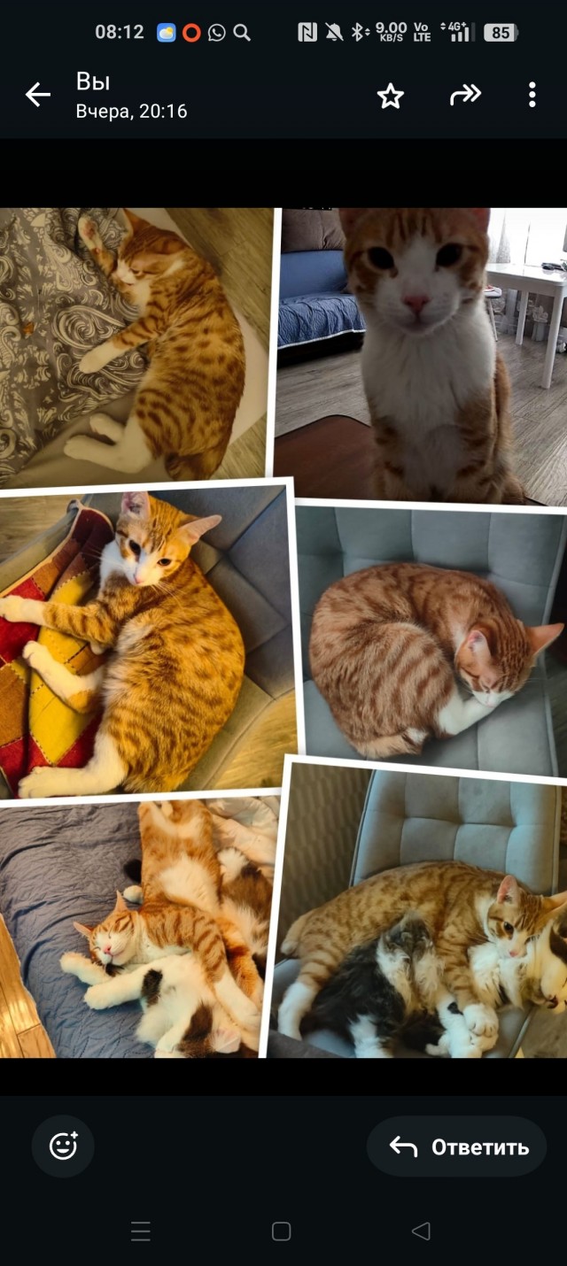 Добрый мужик приютил двух котят⁠. Ну как приютил, у него выбора не было просто