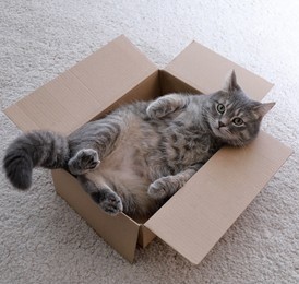 Нипанимаю кота!