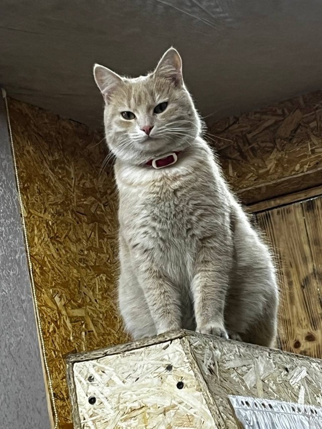Было — Стало (котовторник)