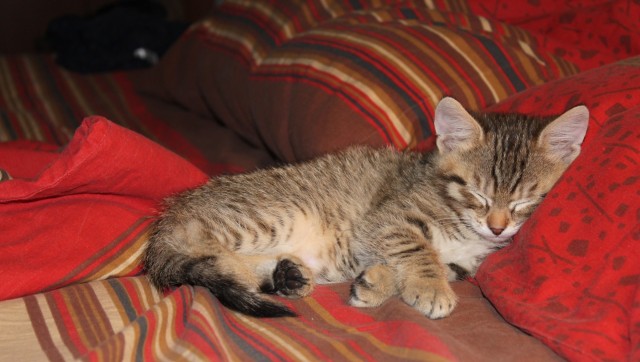 Кот по кличке Пёс