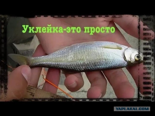 Рыбаки!!! Скажите мне: