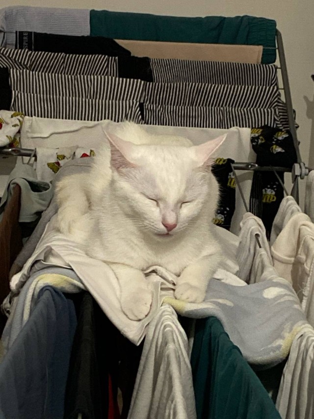 С котовторником))