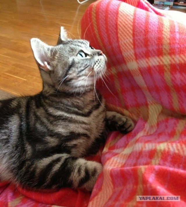 Котовторник  30.07.2013