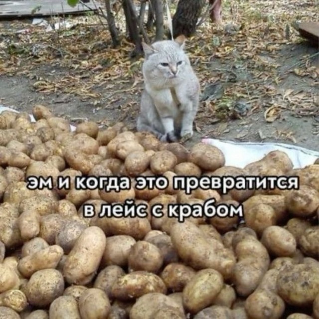 Мемчики