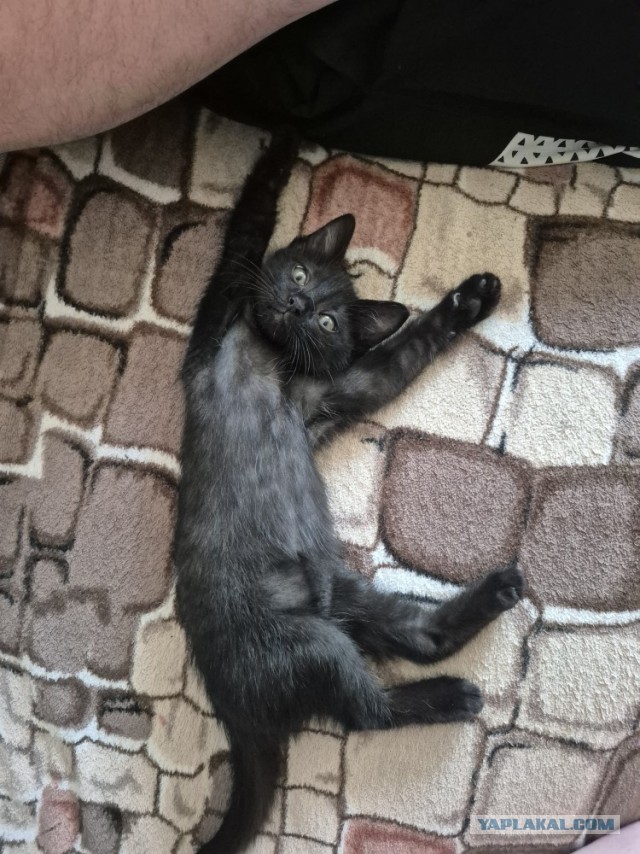Котовторник 11.08.