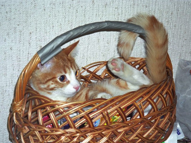 Мне два ведра кошек, пожалуйста...