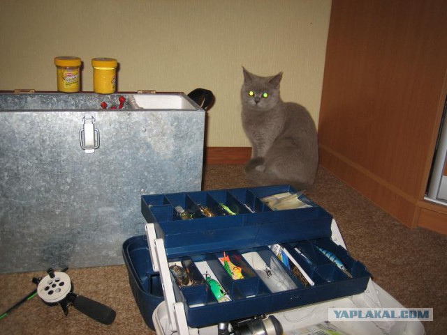 Котэ в пиве