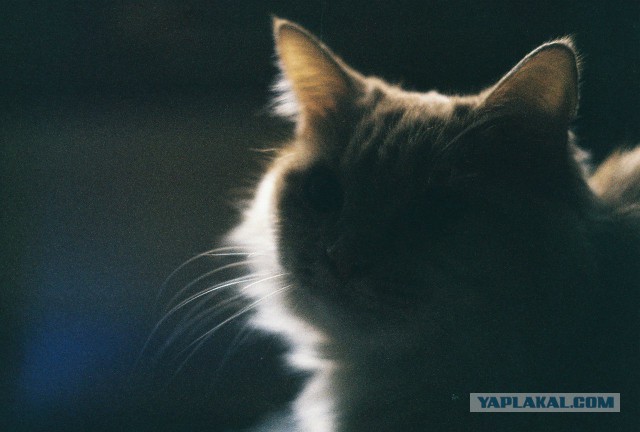 Фото на Zenit-E