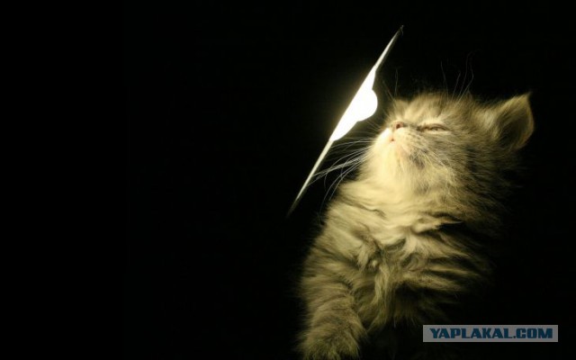 Коты ученых