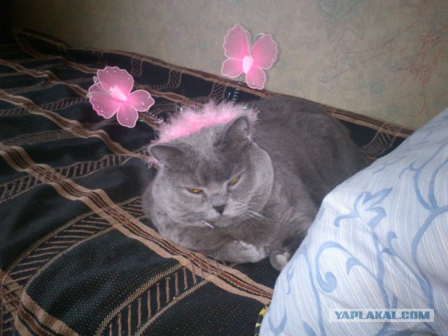 С Котовторником!