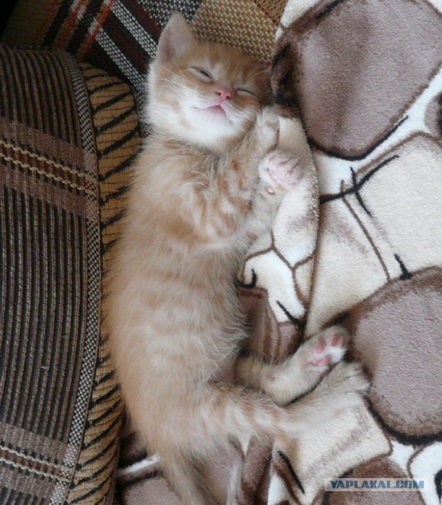 Котовторник 20.05.2014