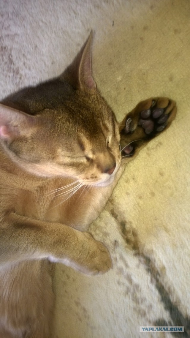 Котовторник 27.5.2014