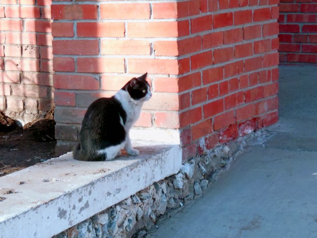 Котовторник 10.06.2014