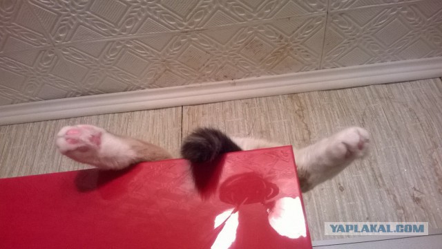 Котовторник 23.12.2014