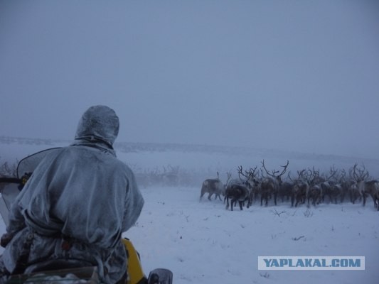 Один день в гостях у оленеводов.