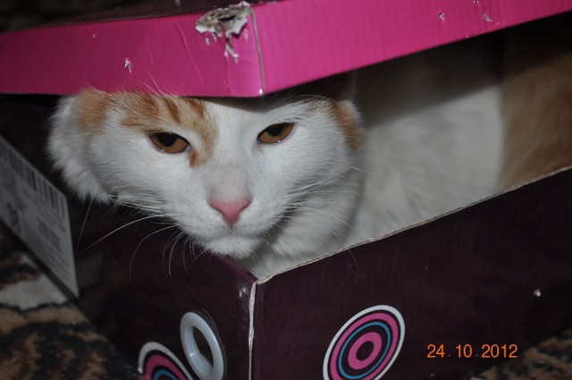 Котовторник
