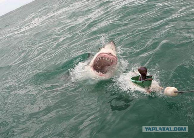 Экзотический животный мир Австралии