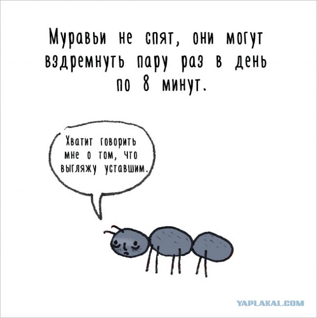 Просто факты о животных