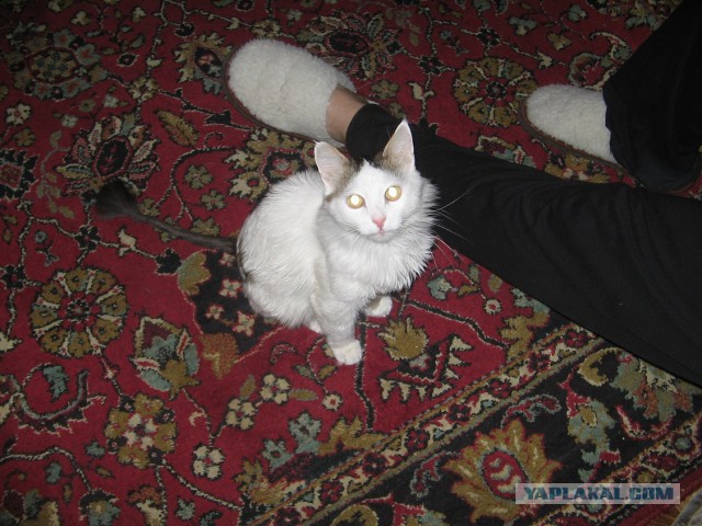 Как я побрил кота