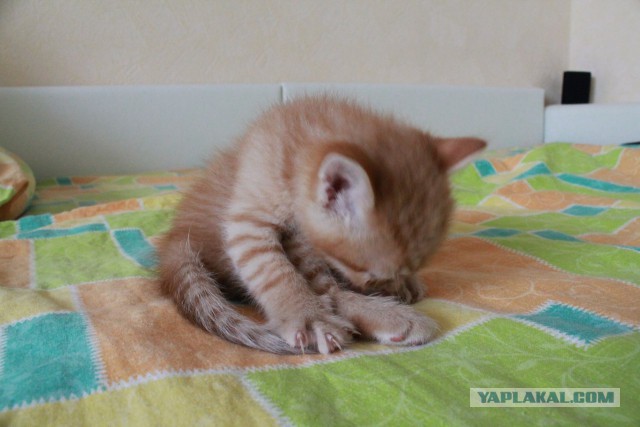 Котовторник