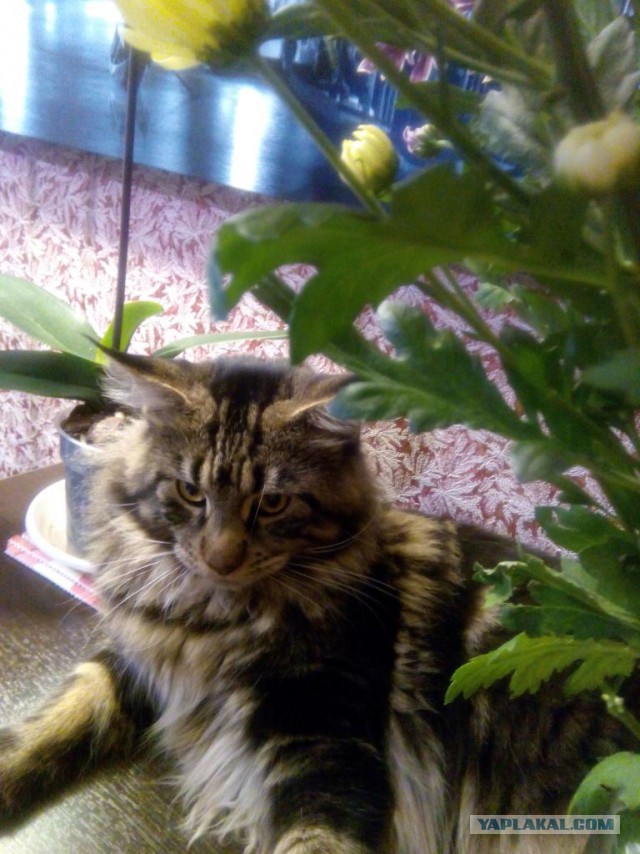 Котовторник 14.07.2015