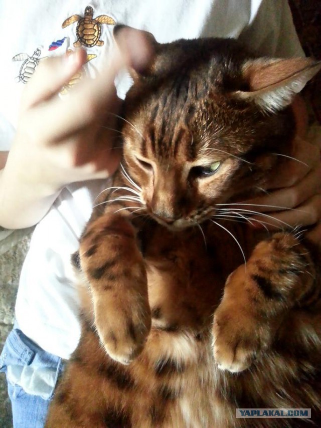 Котовторник 25.08.2015