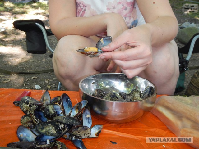 В Абхазию с собакой.