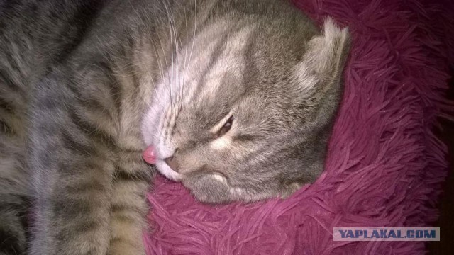 Котовторник  27.10.2015