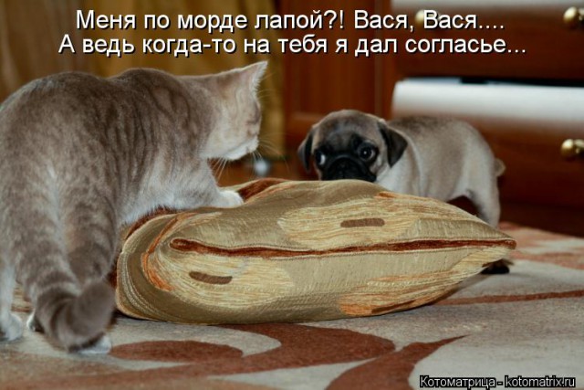 Смешные комментарии из сети на 30.10.2015