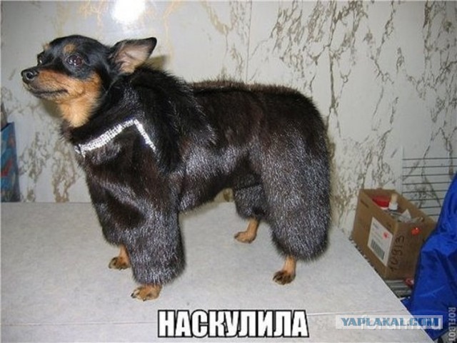 Разговор с сыном