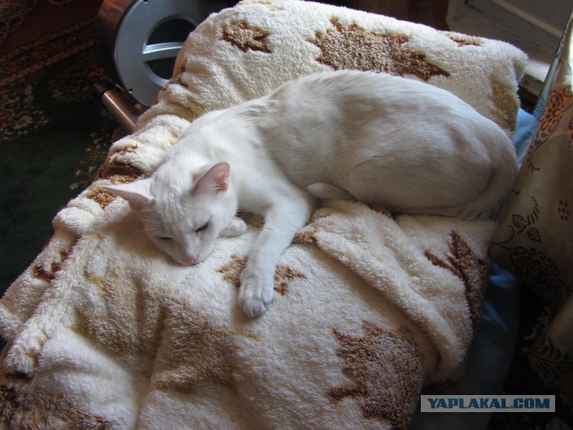 Котовторник 17.11.2015