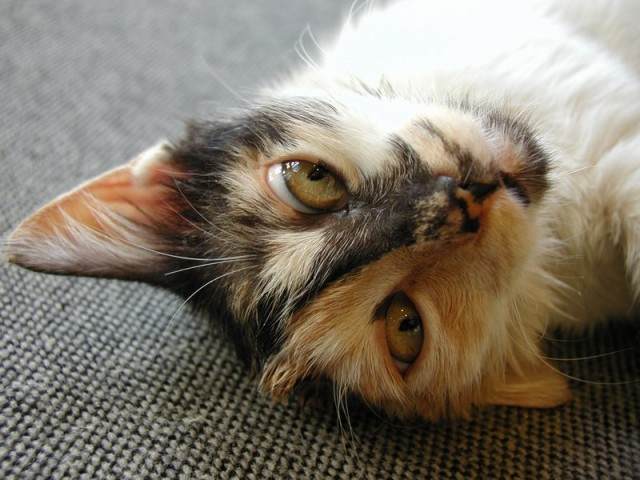 Коты, кошки, котята