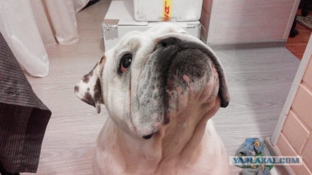 Собакочетверг же, ау!