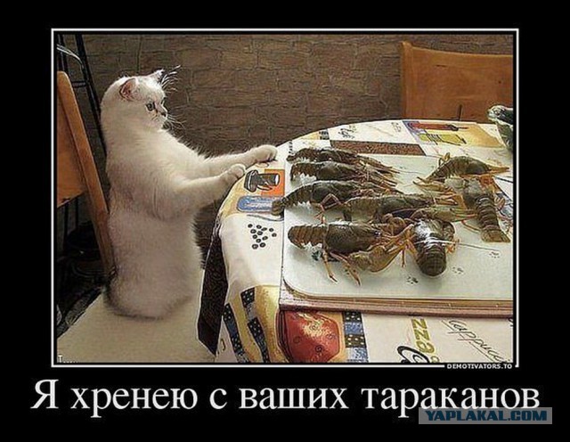 Очередная порция картинокначерномфоне