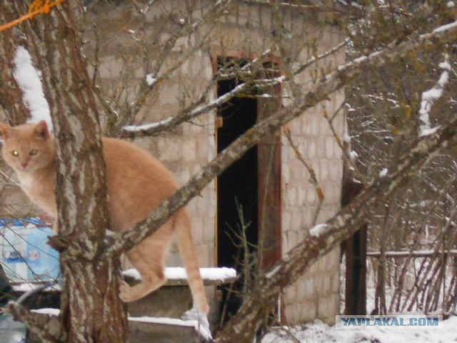 Жизнь домашнего приюта для котеек 95