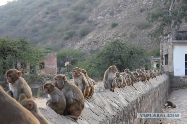 Самостоятельное путешествие в Шри-Ланку