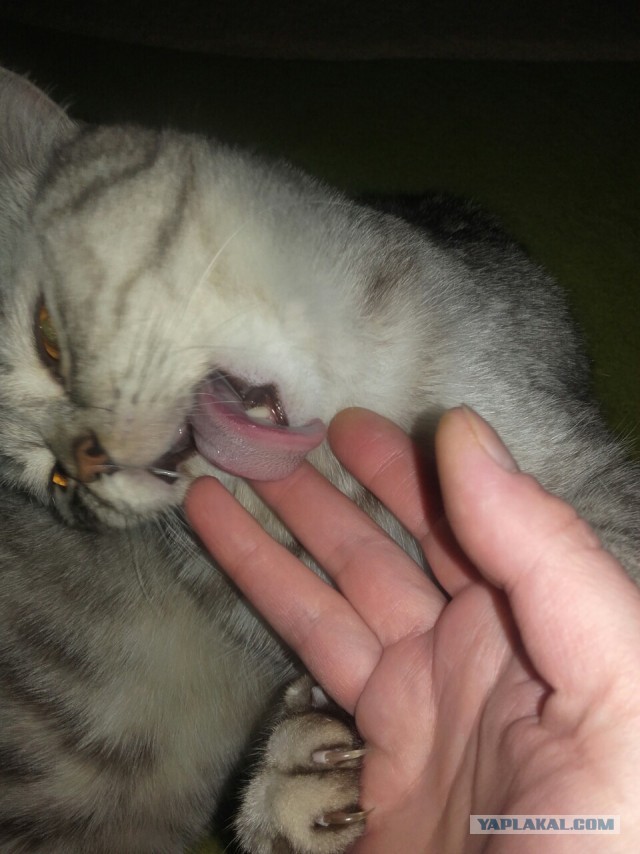 Котовторник 16.02.16