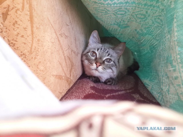 Котовторник 03.05.2016