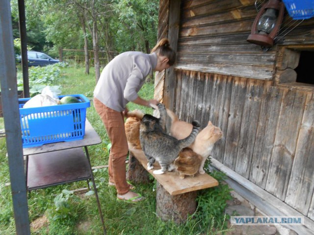 Жизнь домашнего приюта для котеек 122