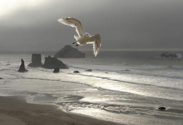 Лучшие звериные фото National Geographic 2007