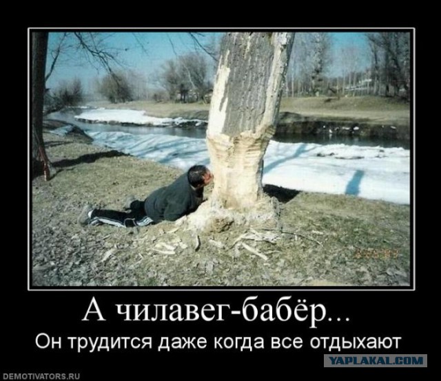 Коротко о бобрах