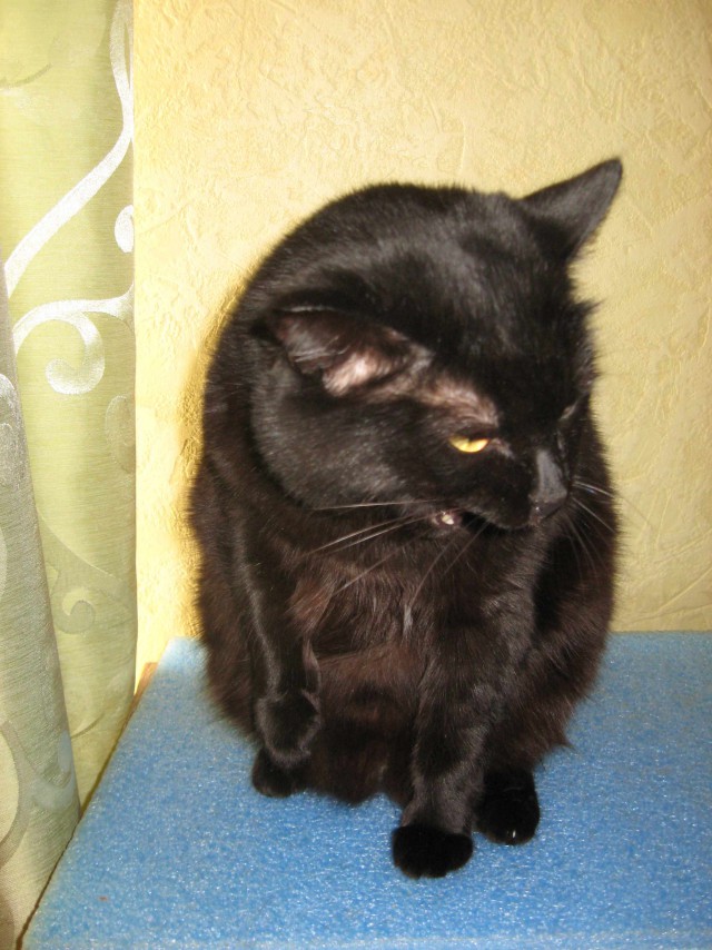 Кошкин день
