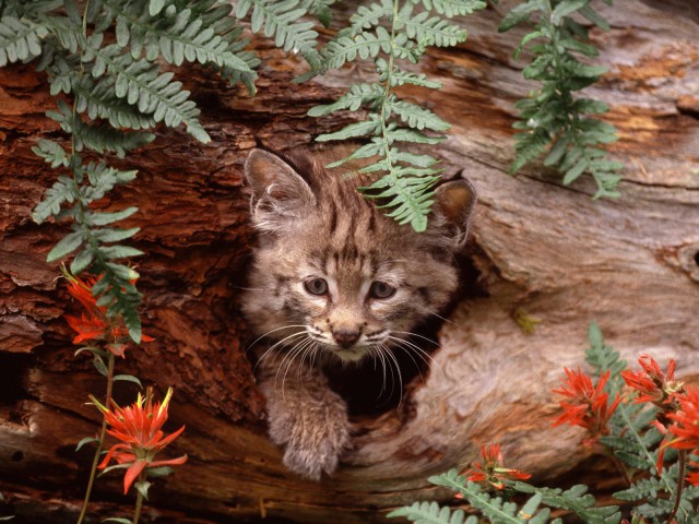 Коты и Кошки